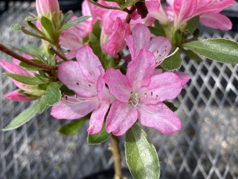 Sakuragawa  Sakura gawaの写真