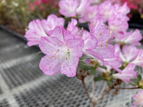 Miya no haruの写真