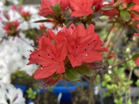 Ogi no odorikarako Ogi no odori karakoの写真