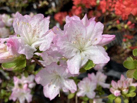 Sakurakomachi Sakura komachiの写真