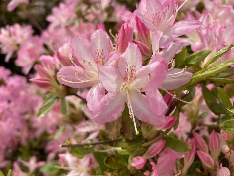 Shikibuzakura Shikibu zakuraの写真