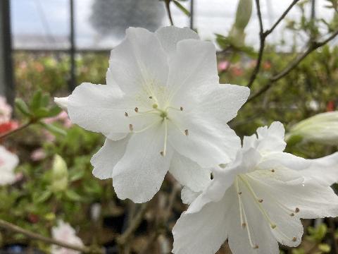 Tago no uraの写真