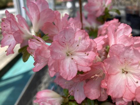 Asahizuru  Asahi zuruの写真