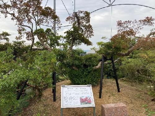 大株の支柱取替（10月24日）の画像