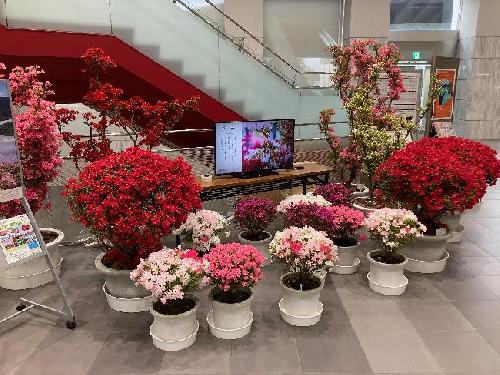 久留米市庁舎展示（４月１３日）