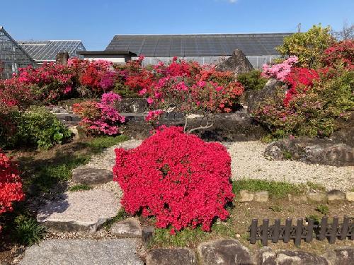 令和８年開花情報（４月16日（木））