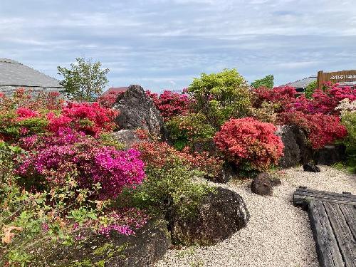 令和８年開花情報（４月24日（金））