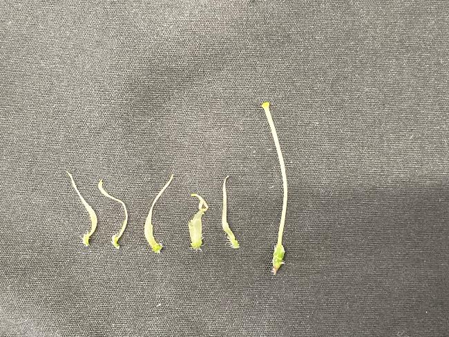 花弁化したガク5枚と雌ずい