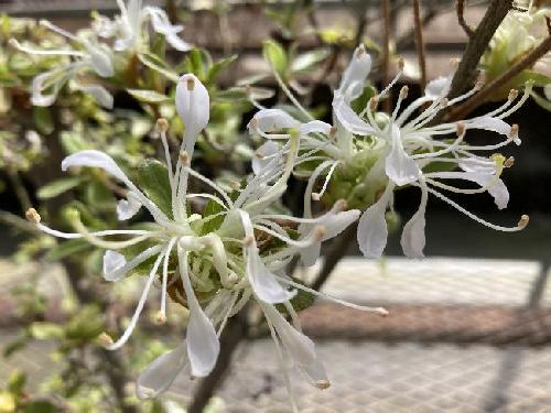 花弁化したガクが采咲きの品種は結実する